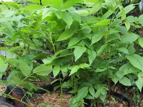 Black Walnut Trees - 3 Bareroot Seedlings, Juglans Nigra, Organic, Hardy Zones 4-9, Yellow Fall Foliage, Live Plant