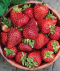 Seascape Strawberry Plants - Lot of 25 - Day Neutral - Fragaria x ananassa - Heat-Tolerant, Disease Resistant, Full Sun