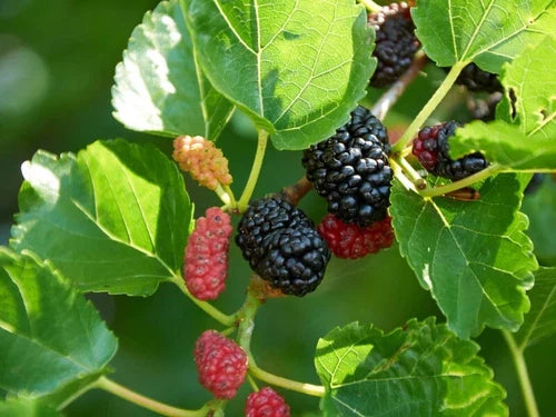 Dwarf Everbearing Mulberry Cuttings - 20+ Fruit Cuttings for Root Propagation - Morus nigra