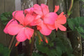 Pelargonium Zonal Geranium Cuttings 4x6" Orange Pink Live Plant
