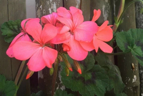 Pelargonium Zonal Geranium Cuttings 4x6" Orange Pink Live Plant