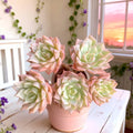 Rare Succulents | Bare Root Live Plant | Margaret Variety | Easy Care | Drought-Tolerant | Perfect for Home Decor