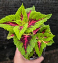 Coleus 'Heartbreaker' Live Plant 4" Pot - Hot Pink, Burgundy & Lime Green Foliage - Coleus x hybridus