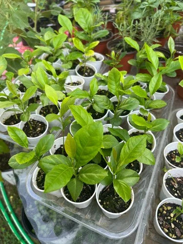 Lemon Tree Seedling 2-3" Live Plant Fully Rooted Citrus limon Grown from Seed Indoor Outdoor Gardening