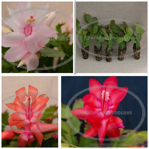 Thanksgiving Christmas Cactus Starter Plants - 5 Assorted Varieties - Schlumbergera - Blooming Size - Free Shipping