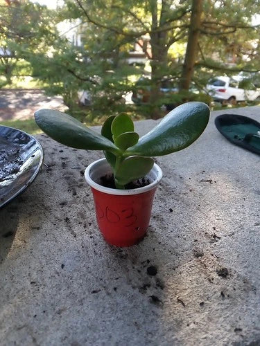 Succulent Jade Plant 2" Cup Crassula ovata Classic Green Starter Rooted Fast Growing Houseplant