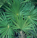 Small Rooted Starter Plant - Saw Palmetto - Serenoa repens - Medicinal Uses - Healthy & Well-Rooted Plant for Home Gardening