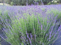 Munstead English Lavender Live Plant, 1" Starter, Drought-Resistant, Angustifolia Munstead, Aromatic Garden Essential