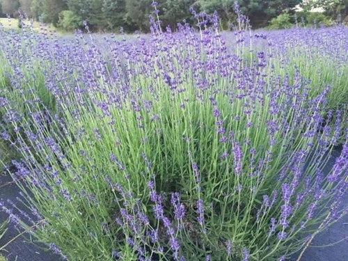 Munstead English Lavender Live Plant, 1" Starter, Drought-Resistant, Angustifolia Munstead, Aromatic Garden Essential