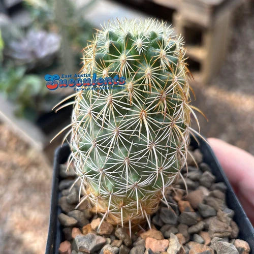 Live Rooted Cacti - Coryphantha recurvata - 3.25" Container - Unique Desert Plant