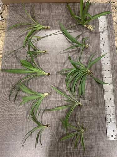 Spider Plant Cuttings - 10 Ready to Root Green Plants - Cleans Indoor Air - Chlorophytum comosum