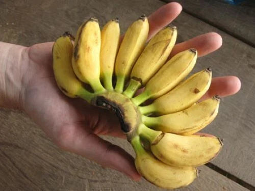 Musa Banana Plant Starter - Small Rooted 2-8" Healthy Plant - Indoor Tropical Décor - Truly Tiny Banana Plant