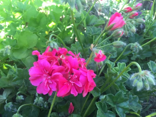 Hot Pink Pelargonium Peltatum Ivy Geranium Live Plant 6" Starter Cuttings Trailing Lavender Blooms