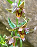 Adam & Eve Orchid Plant - Bare-Root Aplectrum hyemale - Unique Pleated Leaves - Native to Eastern U.S. & Canada