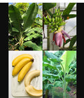 Dwarf Orinoco Banana Plant Starter - Small Rooted Musa - Hardy Container Variety for Landscaping - Musa acuminata