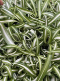 Curly Spider Plants - 4 Rooted Live Indoor Houseplants - Easy Care, Bright Indirect Light - Chlorophytum comosum