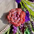 Echeveria Orange Monroe Succulent Plant - Bare Root Easy Care Live - Echeveria 'Orange Monroe' - Colorful Peach & Pink Rosette