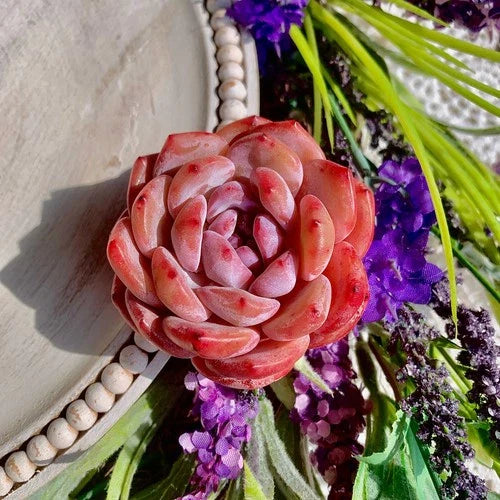Echeveria Orange Monroe Succulent Plant - Bare Root Easy Care Live - Echeveria 'Orange Monroe' - Colorful Peach & Pink Rosette