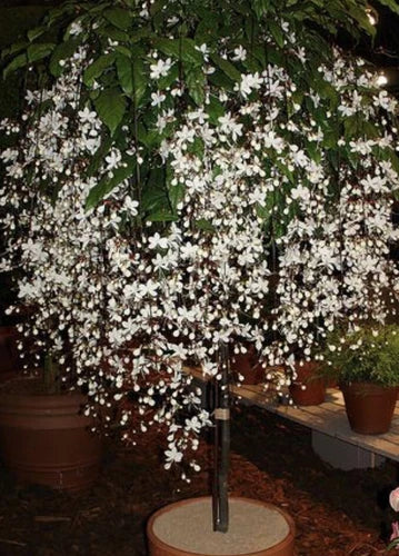 4" Pot Bridal Veil Plant, Clerodendrum Wallichii, Rare White Blooms, Easy Care Hummingbird Attraction, Unique Flowers