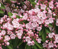 Pink Mountain Laurel Live Plant Bare Root 1 Ft All Natural Kalmia latifolia