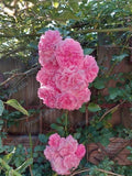 Heirloom 7 Sisters Pink Rambler Rose Bush Live Plant - Multiflora Climbing Rose (Rosa) - Organic, Bare Root, Fast Growing