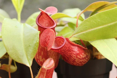 Nepenthes 'St Gaya' Small Pitcher Plant - Live Carnivorous Plant, Tropical Variety, Bare Root - Ideal for Beginners