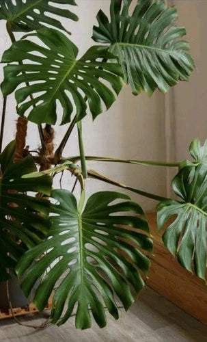 Monstera Deliciosa Rooted Cutting, 10" Live Plant, Swiss Cheese Plant, Tropical Indoor Houseplant, Monstera Genus