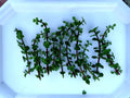 10 Cuttings Elephant Jade Bonsai Plant Green/Red Stem Portulacaria Afra