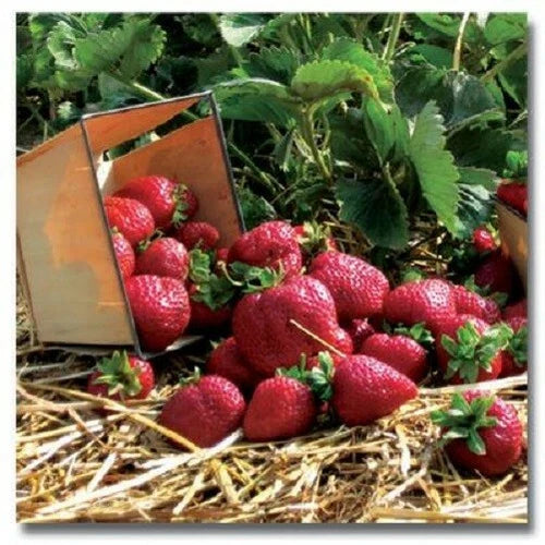 Quinault Ever Bearing Strawberry Plants - 10 Bare-Root Plants - Everbearing Strawberries - Fragaria × ananassa