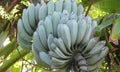 Musa Blue Java Ice Cream Banana Plant in 3" Pot - Cold-Tolerant Tropical Fruit Plant, Musa acuminata x Musa balbisiana
