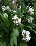 Hedychium Coronarium Rhizomes - 2 White Butterfly Ginger Plants for Tropical Gardens - Exotic, Fragrant Ginger Variety
