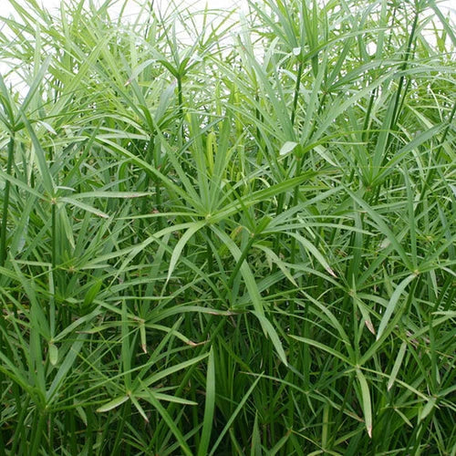 Live Dwarf Umbrella Palm Plant - Tropical Marginal Pond Plant - Cyperus alternifolius - 1 Gallon Container, Easy Care