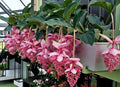 Royal Chandelier Medinilla Plant Starter - Live Well Rooted, Rare Indoor Tropical Plant, Medinilla magnifica