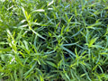 French Tarragon Live Plant - Healthy Starter in 1" Pot - Artemisia dracunculus - Culinary Herb for Flavorful Dishes