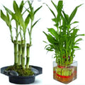 Lucky Bamboo Plant 4" Stalks - 7 Stalks Live Plant for Feng Shui, Wedding Favors - Dracaena sanderiana
