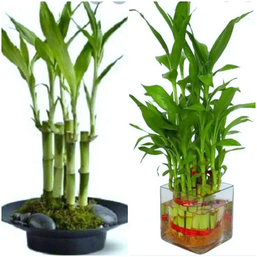 Lucky Bamboo Plant 4" Stalks - 7 Stalks Live Plant for Feng Shui, Wedding Favors - Dracaena sanderiana