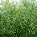 Live Dwarf Umbrella Palm Plant - Tropical Marginal Pond Plant - Cyperus alternifolius - Easy Care, 1 Gallon Container