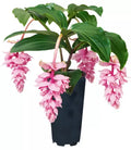 Live Starter Plant - Royal ZENZ Magnifica Medinilla - Very Rare Tropical Houseplant - Exotic Indoor Foliage Plant