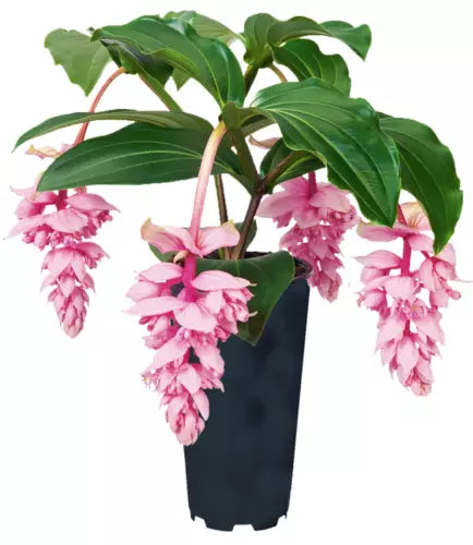 Live Starter Plant - Royal ZENZ Magnifica Medinilla - Very Rare Tropical Houseplant - Exotic Indoor Foliage Plant