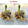 Live Bamboo Roots - 2 x Seabreeze Bamboo Rhizomes - Approx 5 in Tall - Privacy Plant - Perfect for Landscaping and Screening