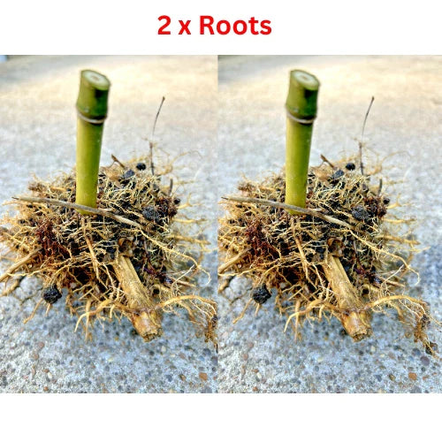 Live Bamboo Roots - 2 x Seabreeze Bamboo Rhizomes - Approx 5 in Tall - Privacy Plant - Perfect for Landscaping and Screening