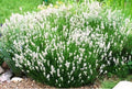 Lavender Plant Plug - Ellagance Snow White - Perennial Live Rooted Plant for Garden & Indoor Use - Lavandula angustifolia