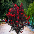 Ruby Thunderstruck Crape Myrtle Starter Plant - Lagerstroemia - Well-Rooted Small Plant for Home Garden