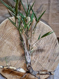 Giant River Cane Bamboo Starter Plant - 4-6 Inch Bare Root Rhizome, Arundinaria gigantea, NC Homestead Grown