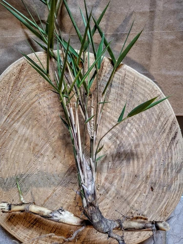 Giant River Cane Bamboo Starter Plant - 4-6 Inch Bare Root Rhizome, Arundinaria gigantea, NC Homestead Grown
