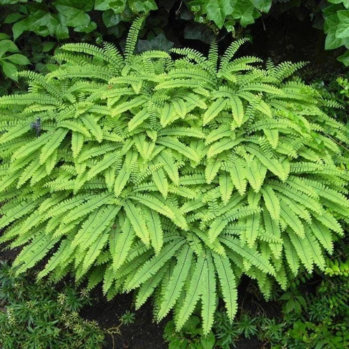 Northern Maidenhair Fern - Bare-root - Adiantum pedatum - Delicate Fronds & Black Stems - Ideal for Shady Gardens