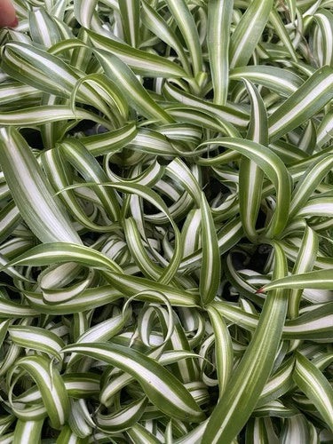 Curly Spider Plants 4-Pack Live Indoor Houseplants - Easy Care, Bright Indirect Light, Small Rooted Plants (Chlorophytum comosum)