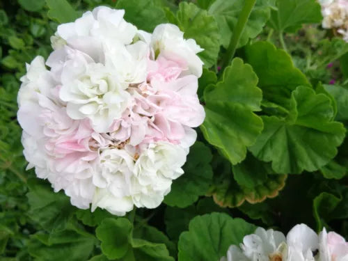 Geranium Live Plant Cuttings 3x6" White Light Pink Flowers Pelargonium Dry Tolerant Easy Care