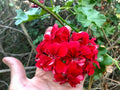 Pelargonium Peltatum Ivy Geranium 6" Cuttings Vivid Red Blooms Live Plant 3 Pack