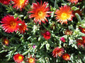 Ruby Ice Plant Cuttings 10x6" - Delosperma Cooperi - Hardy Ground Cover Succulent